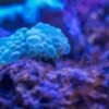 Biologia - obrazek 2